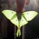 Actias Selene - Indian Moon Moth - These were flying around my room in Selwyn